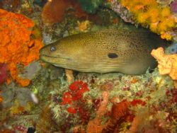 Eel taken at Sipadan, East Malaysia by Dennis Siau 